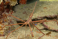 arrow crab